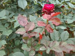 -人民公园(罗湖区)