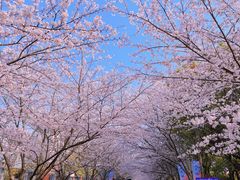 -高东镇樱花园