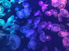 -烟台海昌鲸鲨海洋公园