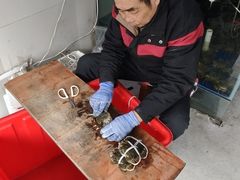-阳澄湖大闸蟹·琼灵阁牌品牌连锁(吴中总店)