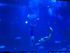 -烟台海昌鲸鲨海洋公园