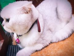 -李小姐の猫咖啡馆(五角场店)