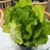 口感爆棚的牛肉锅咯