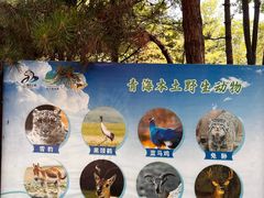 -青藏高原野生动物园