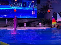 -海合安武汉极地海洋公园
