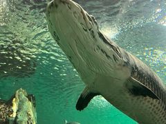 -上海海洋水族馆