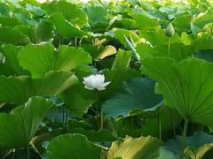 -莲花池公园