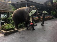 -野象谷景区