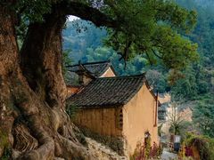 -杨家堂村