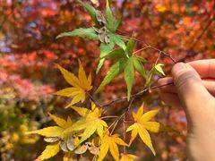 -南京东郊国宾馆