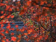 -周口店坡峰岭风景区