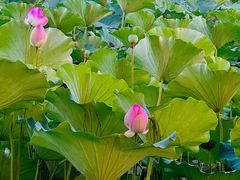 -兰陵国家农业公园