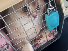-北京观赏动物医院·24小时大型综合·猫专科·异宠专科