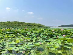 -丁香湖公园