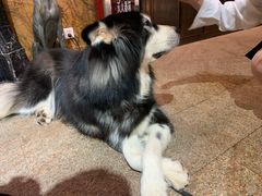 -more than meow吴止猫主题餐厅(承德 中船汇店)