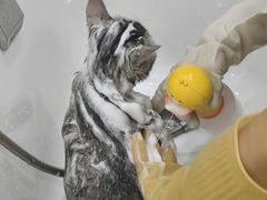 -爱洗澡的猫(望京店)