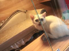 -喵百万·布偶·蓝金金渐层英短·猫舍(百子湾店)