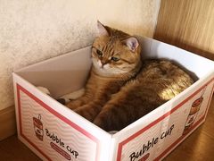-猫腻·猫咖·撸猫馆(星光大道店)