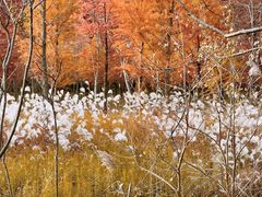 -黄海国家森林公园