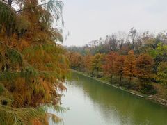 -上海海湾国家森林公园