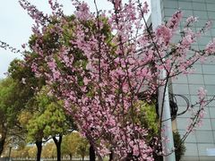 -东方体育中心(地铁站)