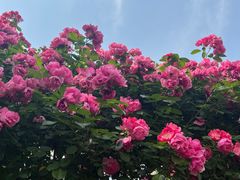 -广富林郊野公园