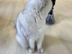 -豆逗聊愈猫阁Easy Life