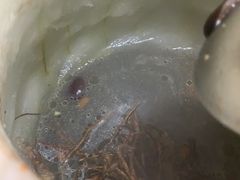 -阳山冬瓜鸡(滨江路店)