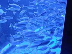 -太平洋海底世界