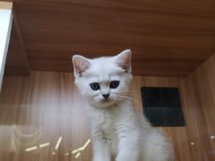 -钦宠·猫咪售卖·洗护·寄养(东圃旗舰店)