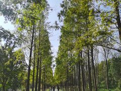 -昆山城市生态森林公园