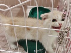 -藏猫猫咖啡主题馆(中央大道店)