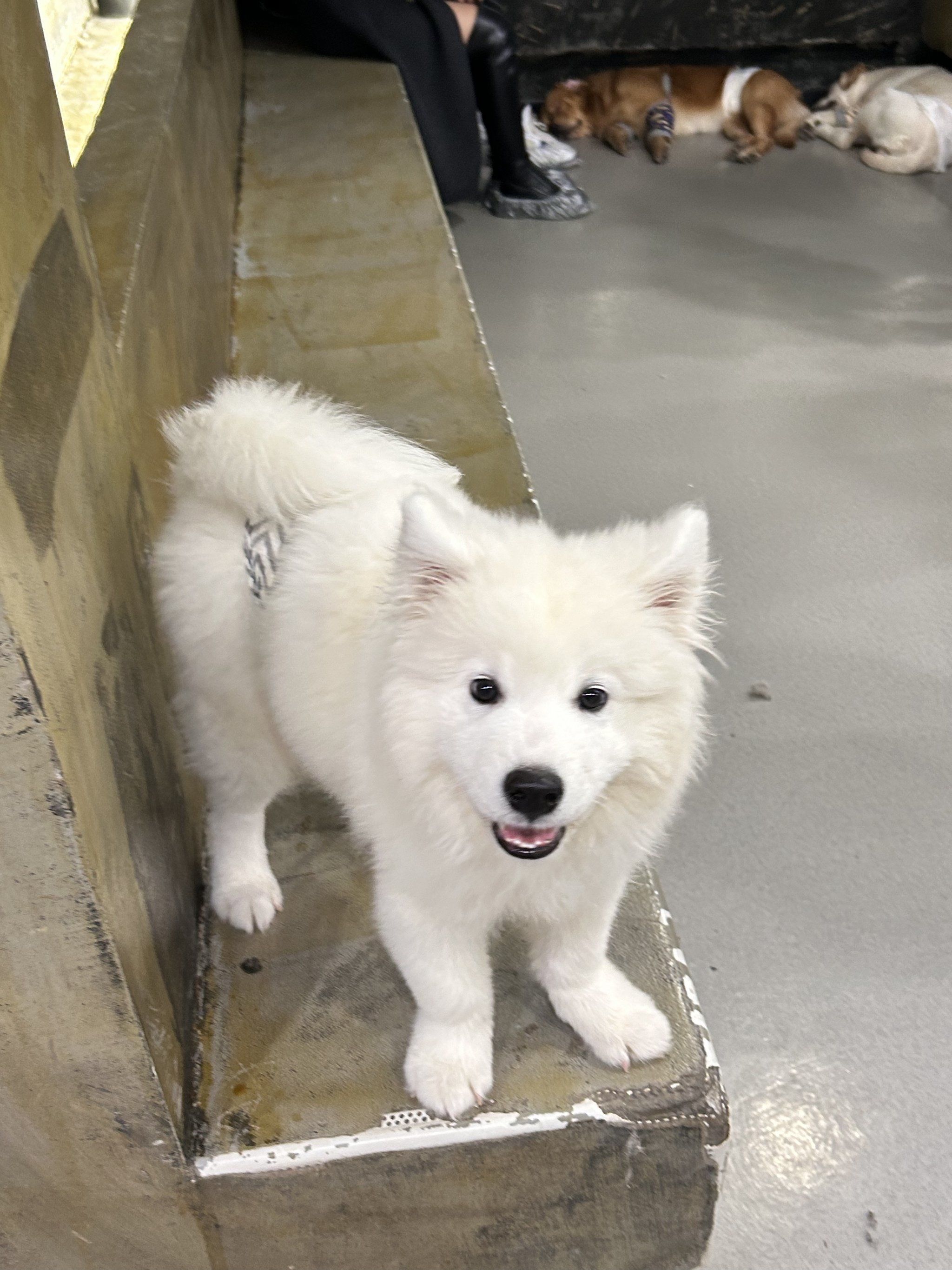 南京撸狗!萨摩耶大放送!