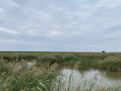 -盐城丹顶鹤湿地生态旅游区