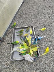 点击看大图 -萌宠亲子动物乐园(槐房万达店)