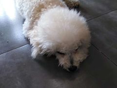 -美联众合宠物医院·爱萌分院·内外科·猫科中心