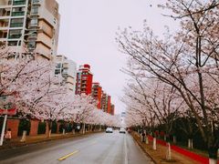 -高东镇樱花园
