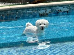 -汪说喵讲宠物乐园宠物酒店(红星美凯龙店)