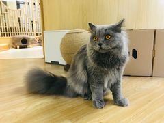 -猫和宫(六道口店)