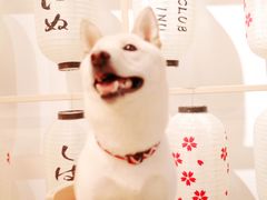 -柴迷FANS CLUB·柴犬狗咖·猫咖