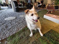 -J Create城市露营咖啡·简餐·宠物(上海动物园店)