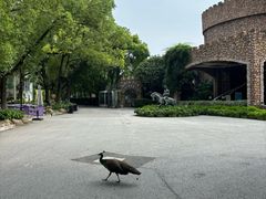 -J Create城市露营咖啡·简餐·宠物(上海动物园店)