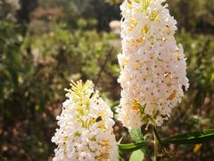-白塘生态植物园