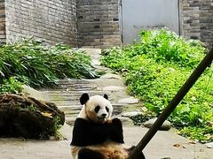 -都江堰中华大熊猫苑