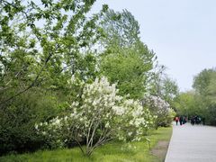 -群力丁香公园
