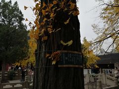 -西园戒幢律寺