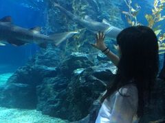 -暹罗海洋世界