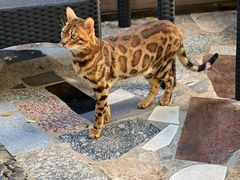 -喵屿·大理花园猫咖