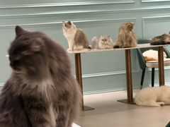 -安格丽娜·狗咖·猫咖羊驼咖(春熙路百盛商场店)