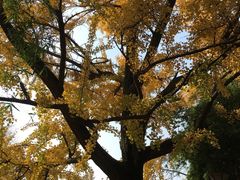 -四川大学(华西校区)